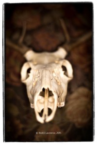 Skull Test Image 1